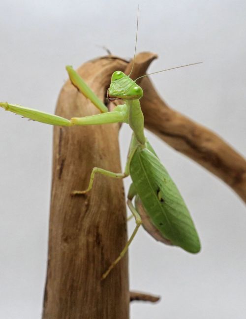 Sphodromantis Lineola ♀ Adulte
