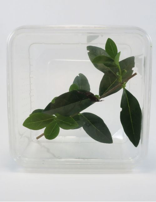 Boite grillons vide Aménagée