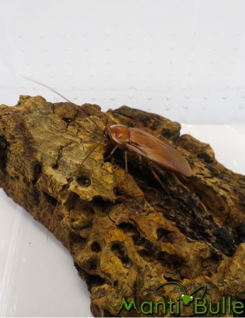 Blattes red runner - Blatta lateralis Blattes red runner - Blatta lateralis