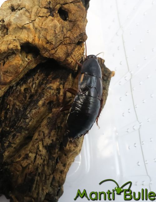 Blattes red runner - Blatta lateralis