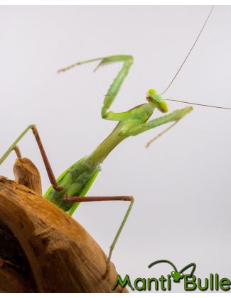 Hierodula membranacea - Mante géante d'Inde 2