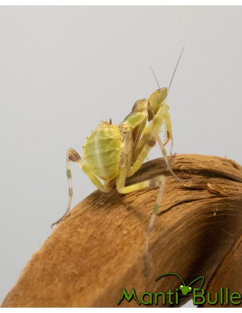 Creobroter gemmatus ♀ Sub-adulte Creobroter gemmatus ♀ Sub-adulte