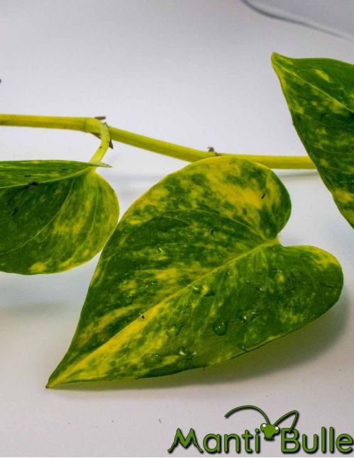 Pothos Scindapsus Aureus | Plante naturelle 2 Pothos Scindapsus Aureus | Plante naturelle 2