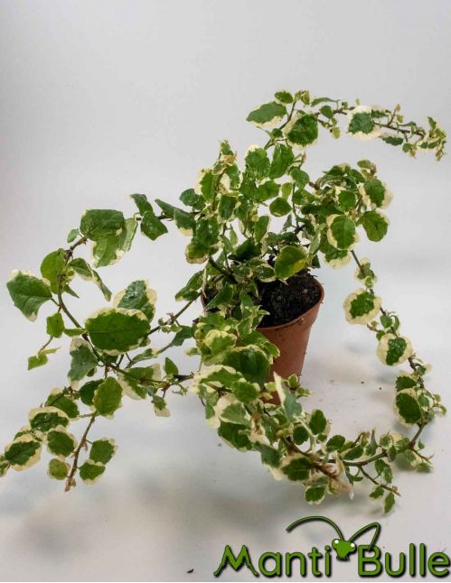 Ficus Pulmilia Repens