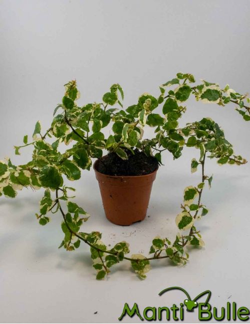 Ficus Pulmilia Repens