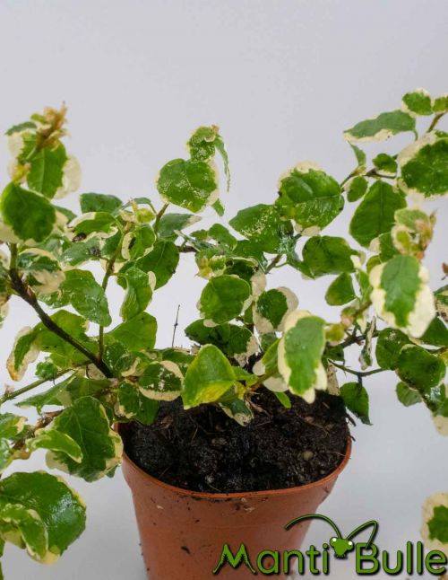 Ficus Pulmilia Repens