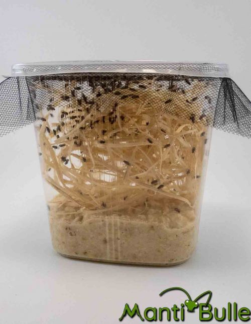 Souche de drosophile 1