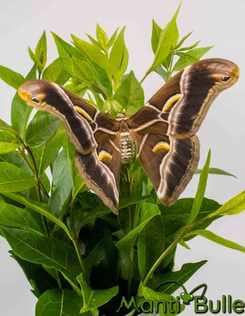 Bombyx de l'ailante - Samia ricini 2