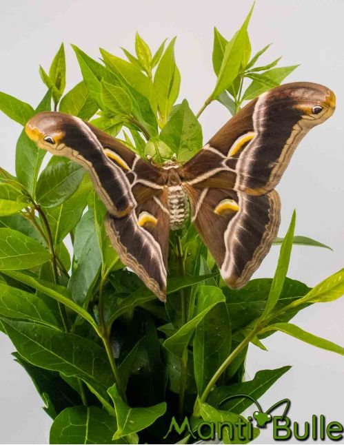 Bombyx de l'ailante - Samia ricini 2