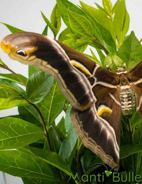 Bombyx de l'ailante - Samia ricini 1