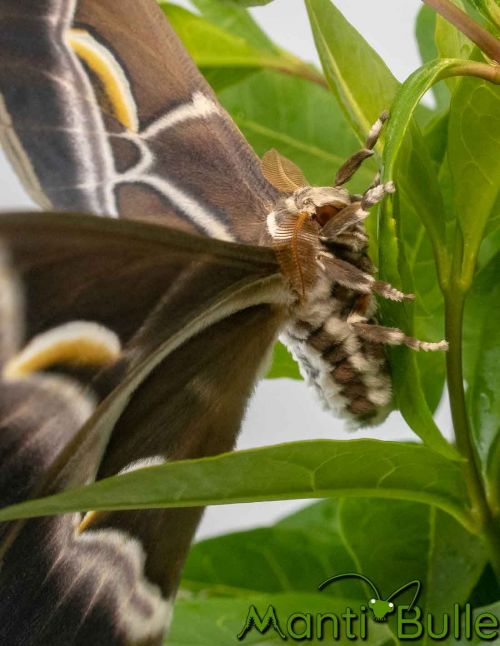 Bombyx de l'ailante - Samia ricini 3