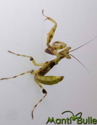 Creobroter gemmatus - Mante fleur asiatique 2 2