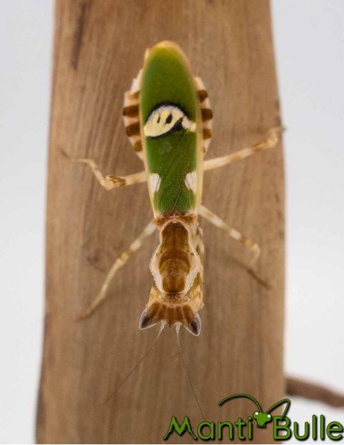 Creobroter gemmatus - Mante fleur asiatique 2 Creobroter gemmatus - Mante fleur asiatique 2