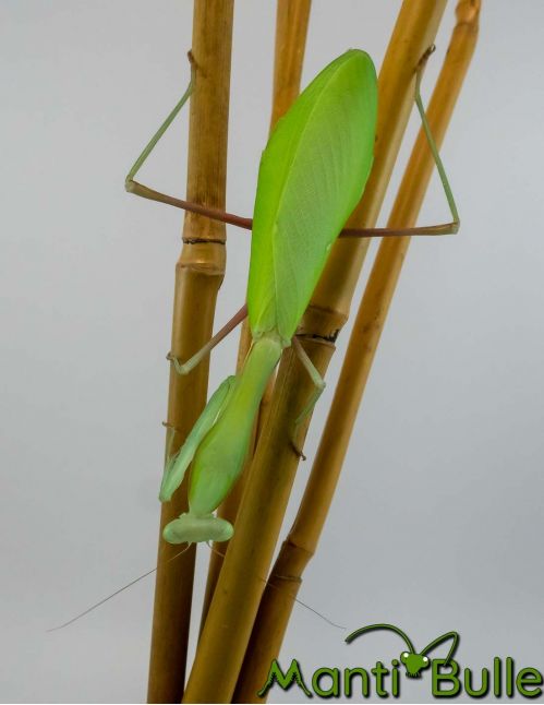 Hierodula membranacea - Mante géante d'Inde