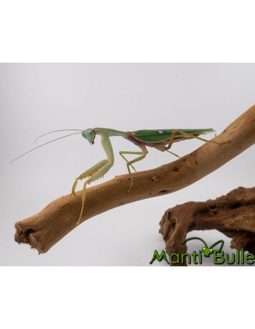 Rhombodera basalis - Mante bouclier asiatique 2