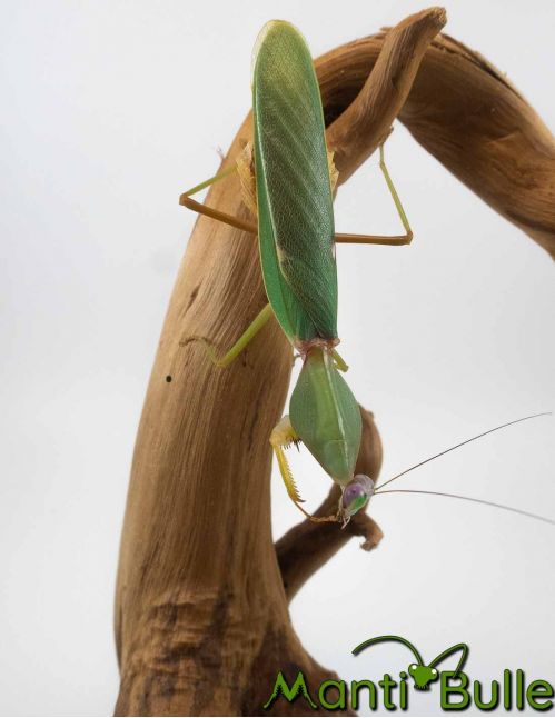 Rhombodera basalis - Mante bouclier asiatique 3 Rhombodera basalis - Mante bouclier asiatique 3