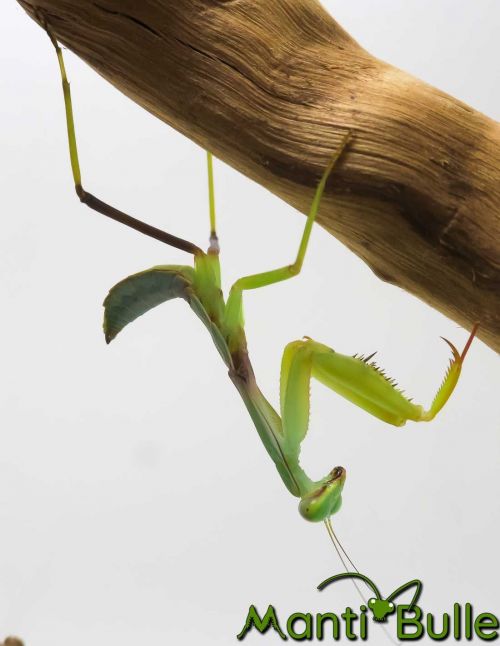 Rhombodera basalis - Mante bouclier asiatique