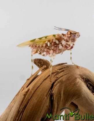 Pseudocreobotra wahlbergi - Mante fleur 1 2