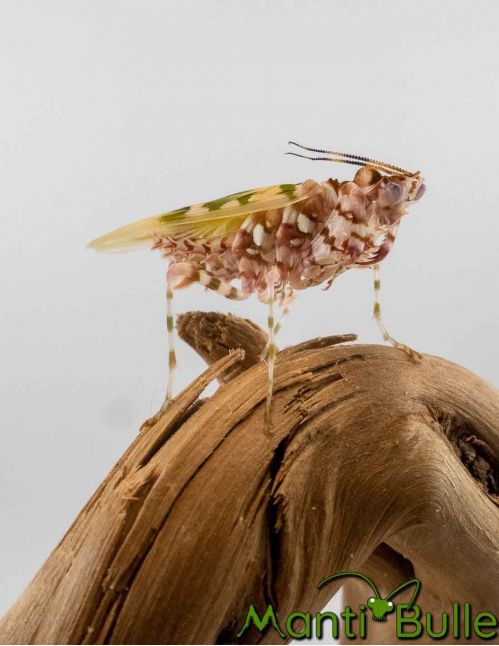 Pseudocreobotra wahlbergi - Mante fleur 3