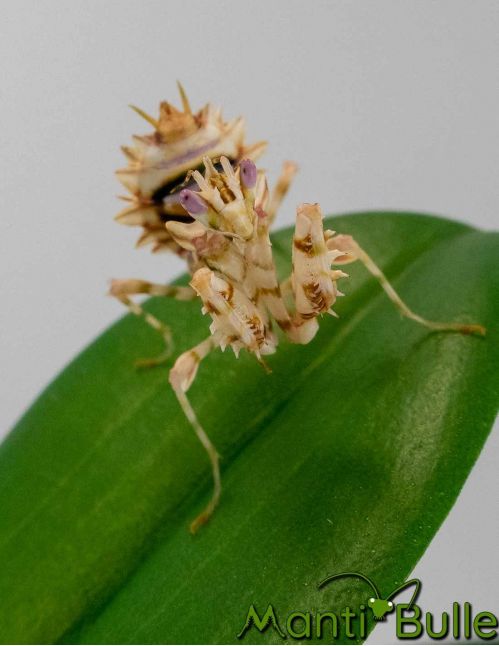 Pseudocreobotra wahlbergi - Mante fleur 2