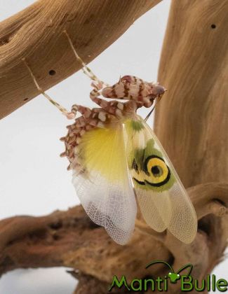 Pseudocreobotra wahlbergi - Mante fleur 1