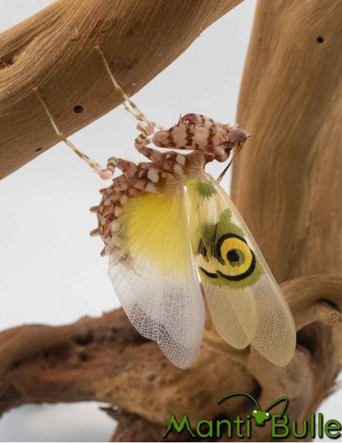 Pseudocreobotra wahlbergi - Mante fleur 1