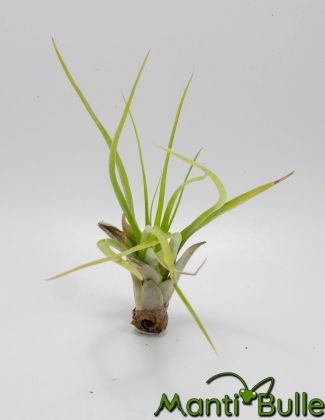 Tillandsia Brachicaulus Velutina | Plante naturelle 1