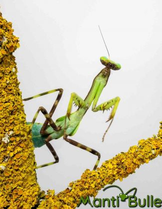 Pseudoxyops perpulchra2