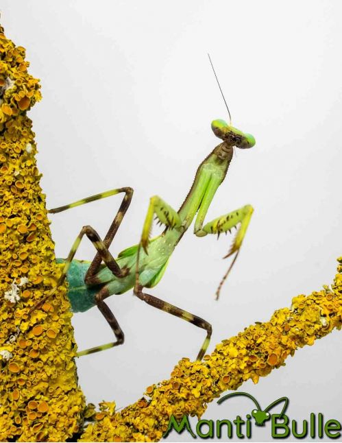 Pseudoxyops perpulchra2