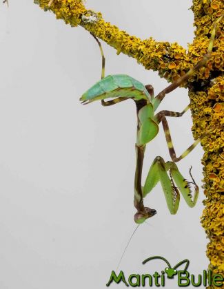 Pseudoxyops perpulchra2 2