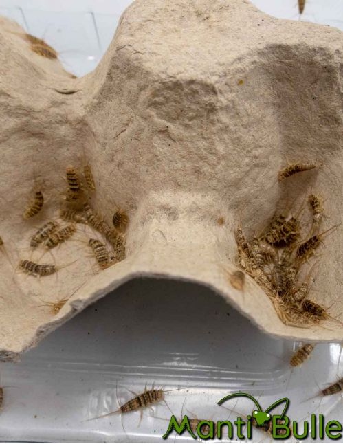 Thermobia domestica2