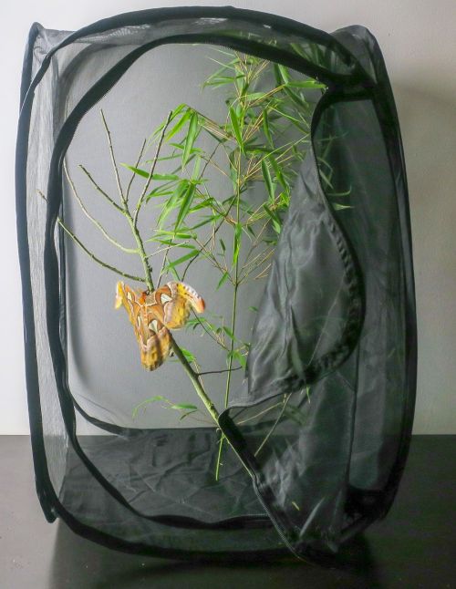 Terrarium moustiquaire 3