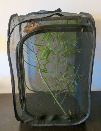 Terrarium moustiquaire 4 2