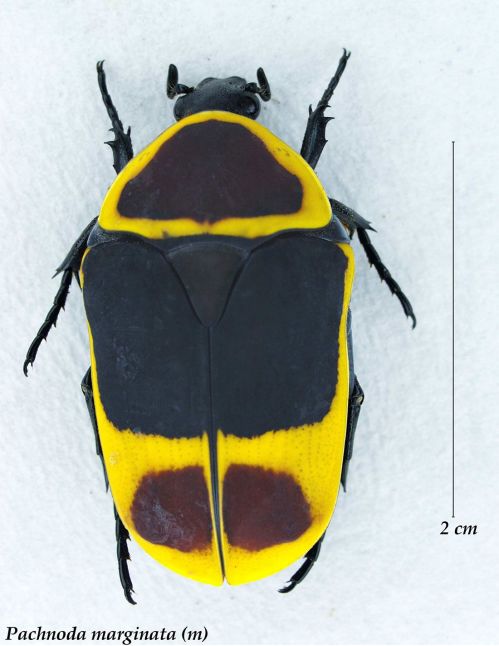 Pachnoda Marginata