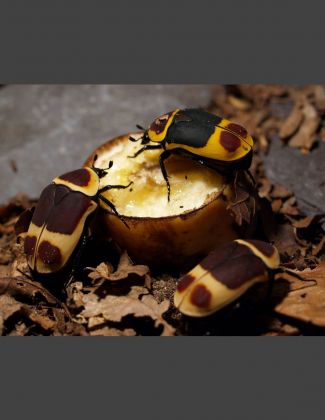 Pachnoda Marginata 2