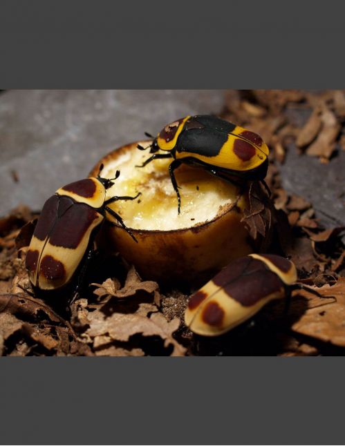 Pachnoda Marginata