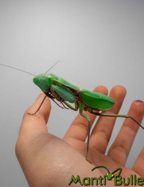 Hierodula majuscula - Mante géante australienne