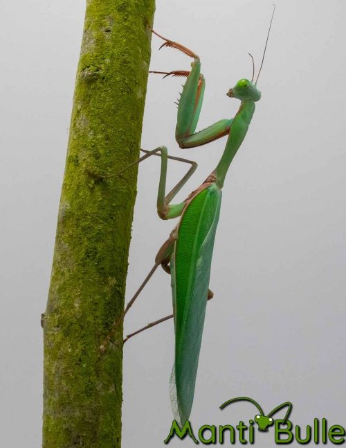 Hierodula majuscula - Mante géante australienne