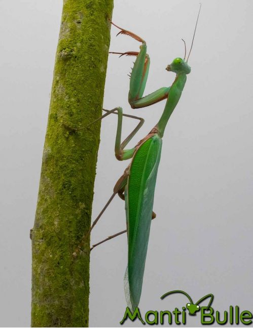 Hierodula majuscula - Mante géante australienne