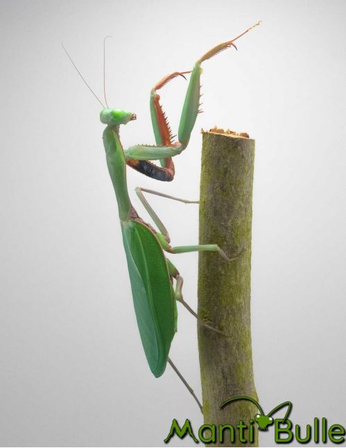 Hierodula majuscula - Mante géante australienne