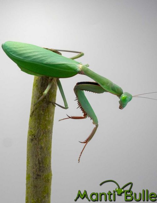 Hierodula majuscula - Mante géante australienne