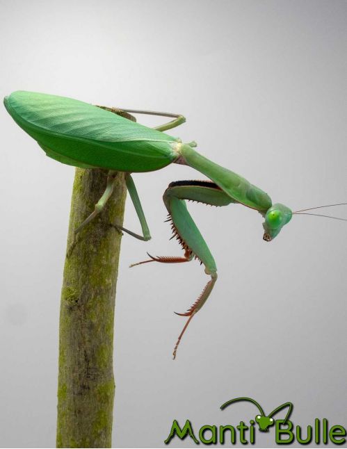 Hierodula majuscula - Mante géante australienne