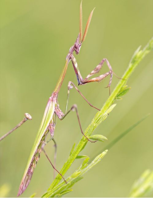 Empusa pennata - diablotin