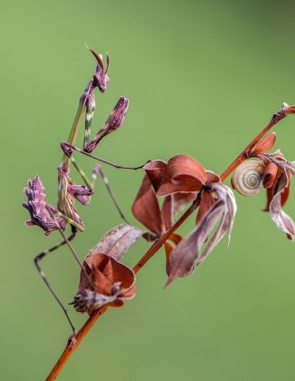 Empusa pennata - diablotin 2