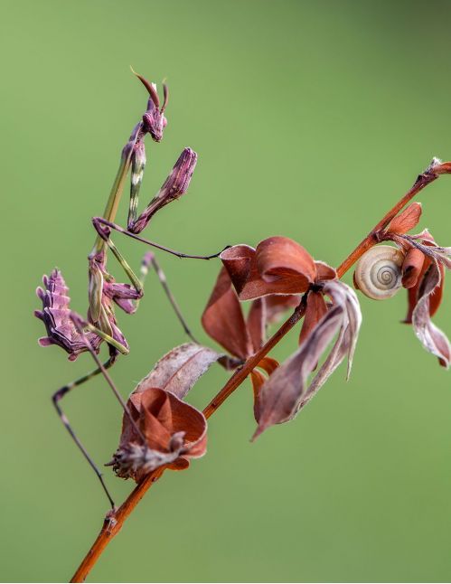 Empusa pennata - diablotin