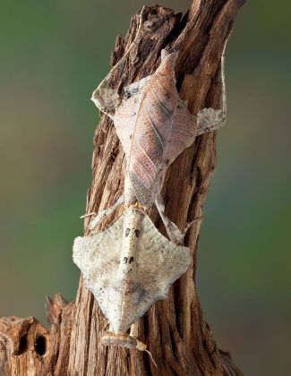 Deroplatys trigonodera - Mante feuille morte