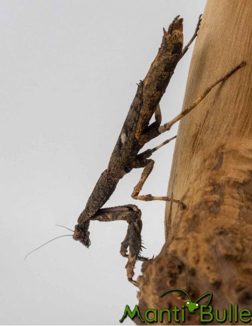 Popa Spurca - Mante bâton