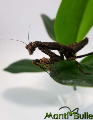 Popa Spurca - Mante bâton 2