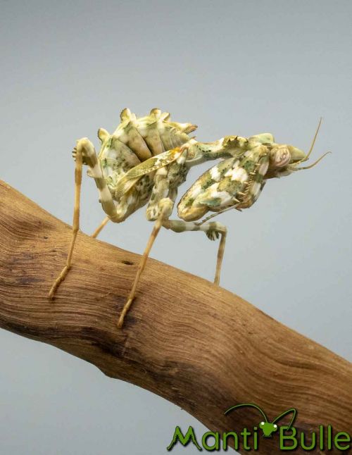 Blepharopsis mendica - La mante mandiante