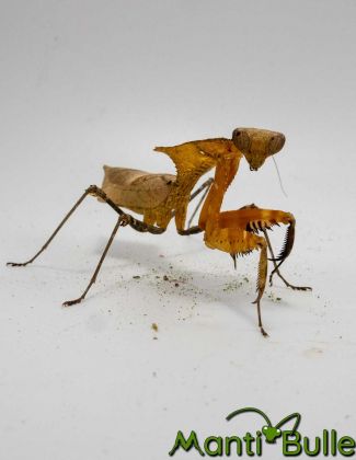 Deroplatys Desiccata - Mante feuille morte 2